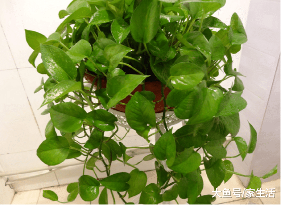 卫生间最适合养的6种植物，不仅能净化空气，还能除菌杀菌