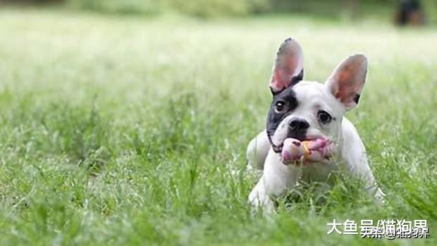 狗狗磨牙期总喜欢拆家，怎么做才能让家具安全度过狗子磨牙期？