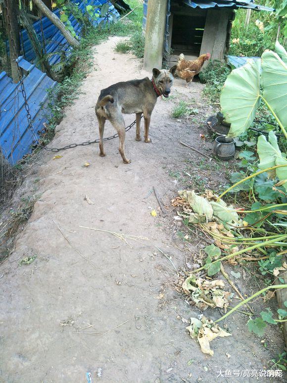 菜园子里拴了只土狗，除了主人谁都进不去，这下放心了