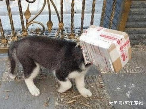 哈士奇也是有用的，能帮主人取快递，也能替主人撕开快递