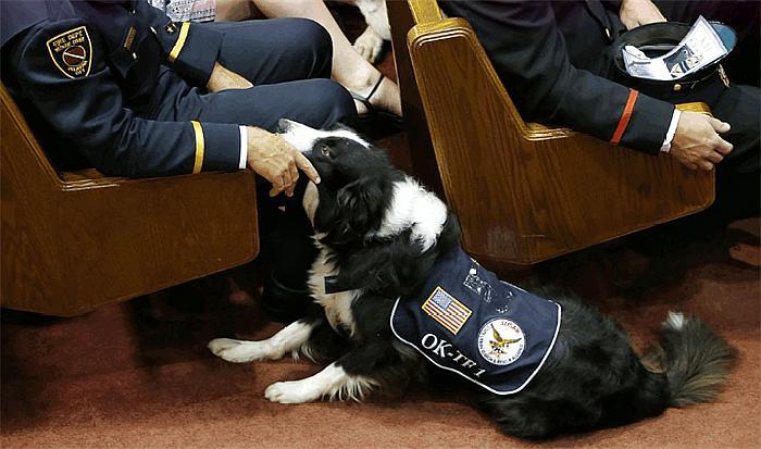 警犬是威严的，你害怕警犬吗？和警犬握个手会有什么后果？