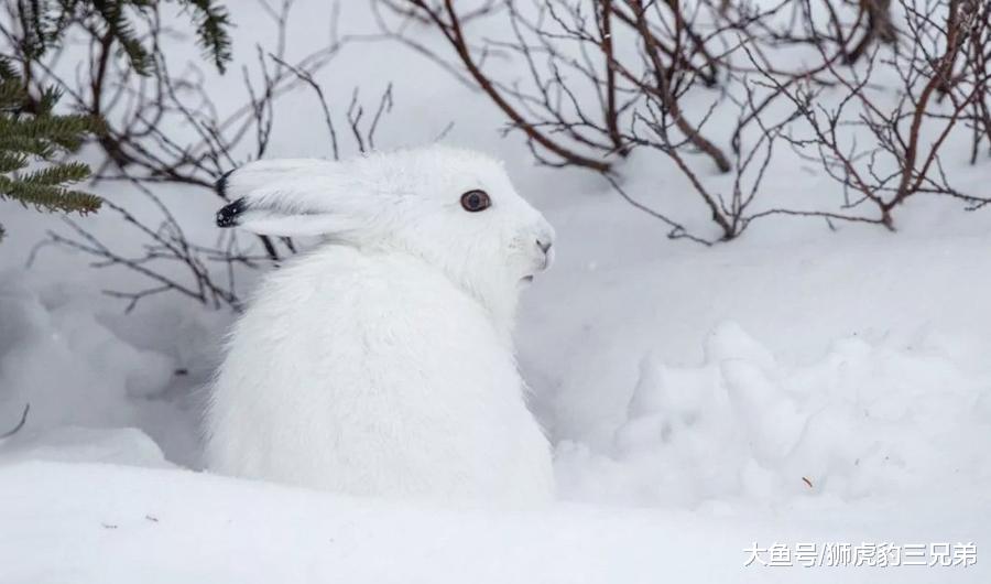 它是最不怕冷的一种猫科动物, 雪山上除了雪豹, 就属它“最横”
