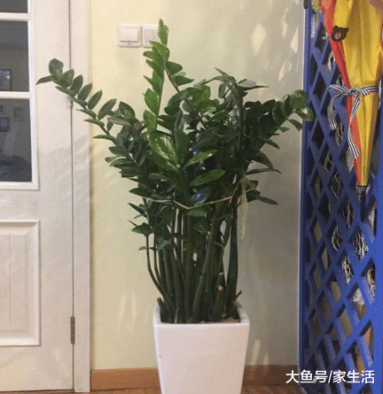 家里最值得养的10种植物，不仅好看还容易活，放久了会增强财运