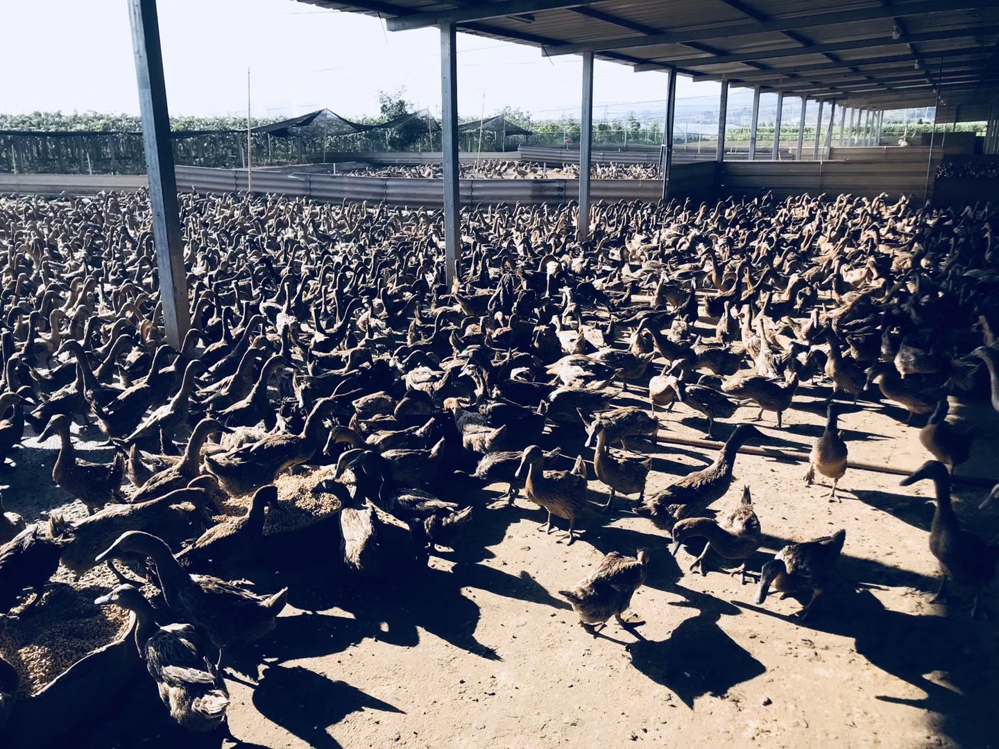 为什么秋季产蛋上高峰，不如春季开产上高峰快？