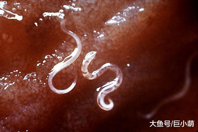 定期驱虫很必要：8种常见寄生传染病，一不小心可能要了狗狗的命