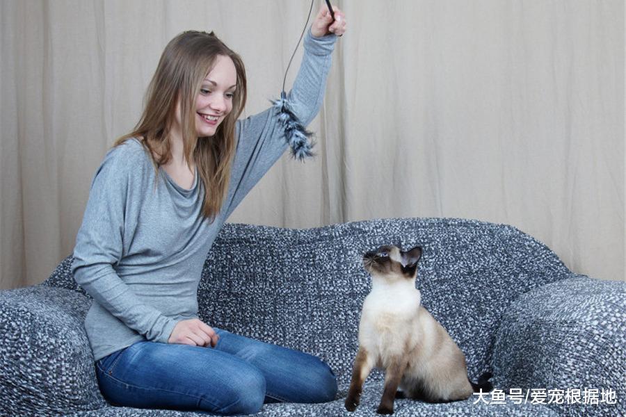 猫咪不爱玩，责任在主人，猫：心思不在本喵身上，谁要和你玩！