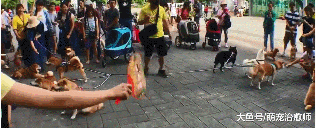 让6只柴犬进行拔河，比赛开始后它们却纹丝不动，都好淡定呀！