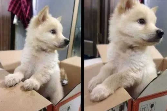 小奶狗与狗妈妈走散，好心网友帮小狗找到妈妈，狗妈妈竟感动到落泪