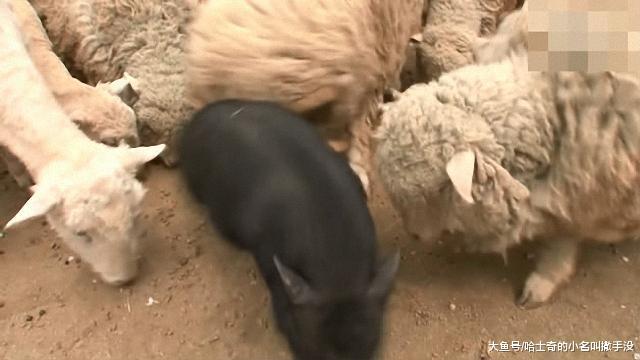 黑猪居然跑去和羊群抢食物, 羊老大一个头槌差点把黑猪给撞飞