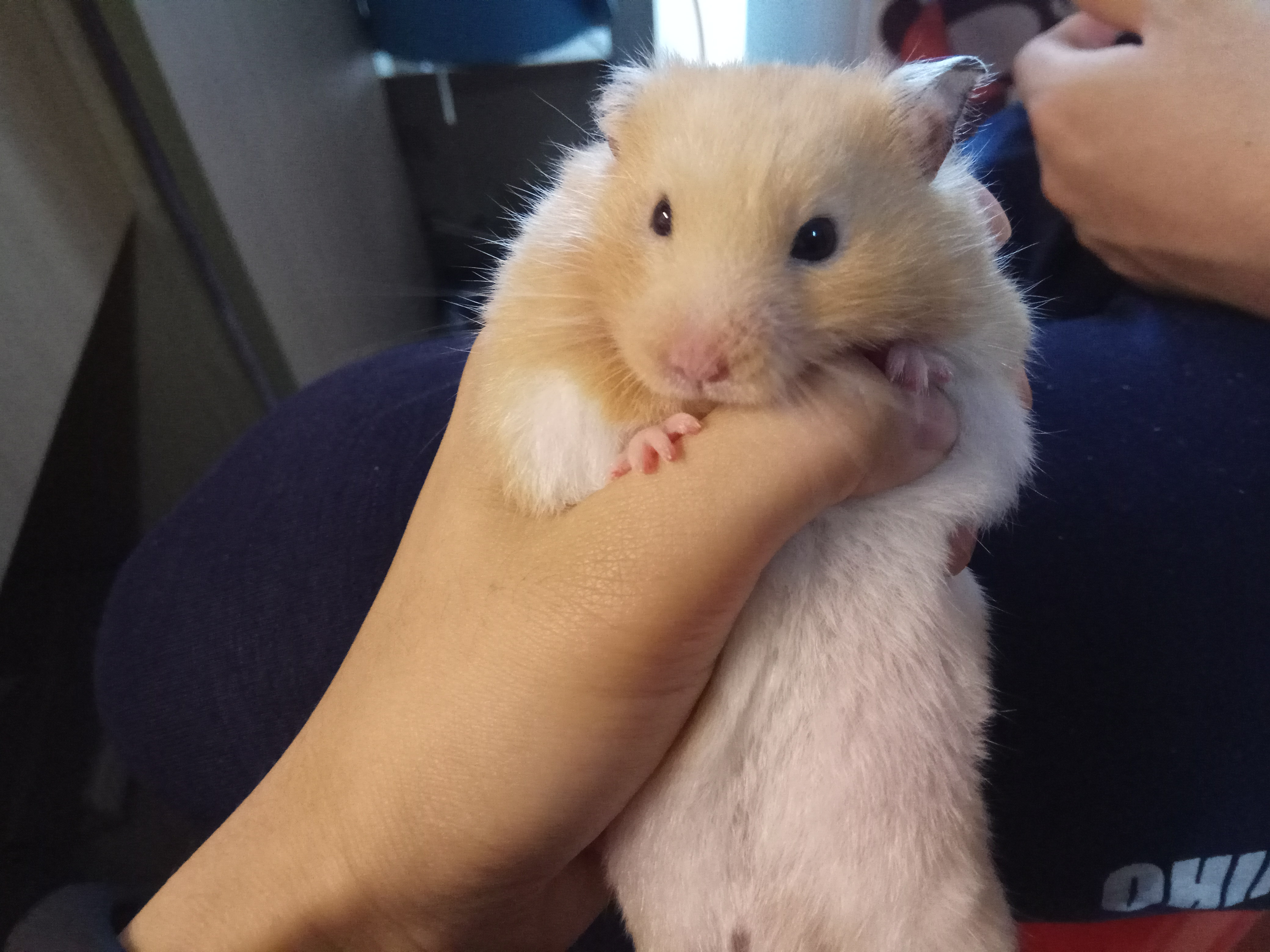 金丝熊特工上线，在主人身上到处摸索，充满了好奇心！