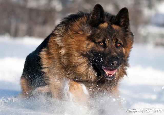 不要盲目跟风养狗，狗有几个明显缺点，很多人无法接受