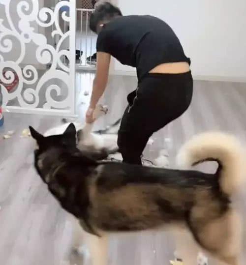 三只哈士奇把主人刚买的沙发拆了，主人当场暴走，抓起二哈就扫地