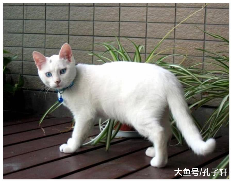 女子给猫咪拍照加上特效，上传到朋友圈后，所有人都不淡定了！