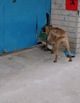 狗崽被锁院内，母狗咬破铁皮拼力进院喂食，网友：母爱伟大……