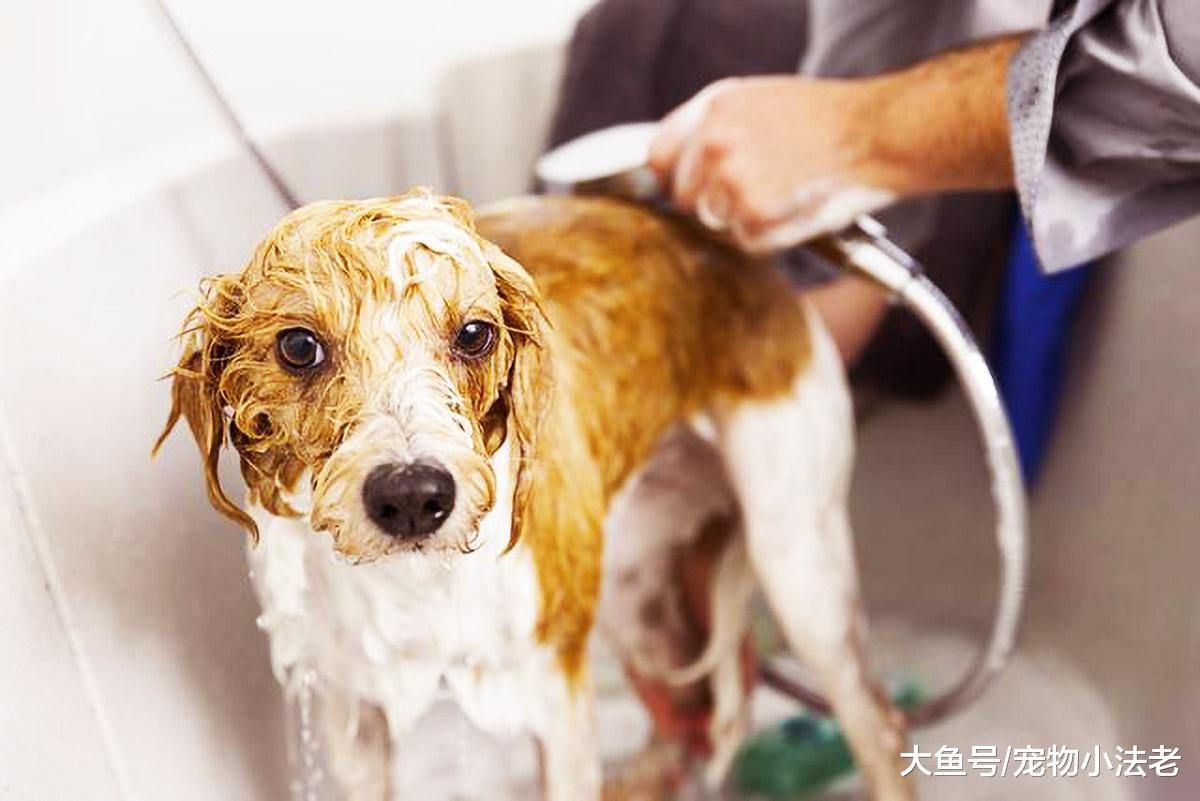 都说带狗去宠物店洗澡好？其实并不是所有的狗，都适合去宠物洗澡