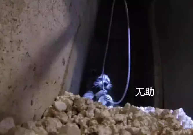 刚搬到新家, 总觉得墙壁里有动静, 凿开后全家人原地愣住