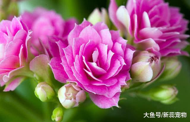 7天内运势如日中天，财源滚滚来，铁定发大财的3属相