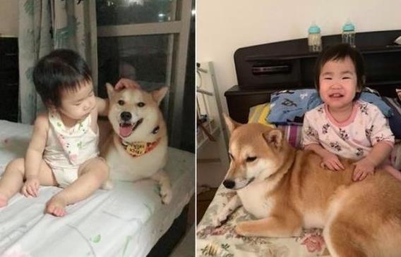 柴犬超喜欢小主人, 趁妈妈不注意溜到小主人身边睡觉, 场面太萌了