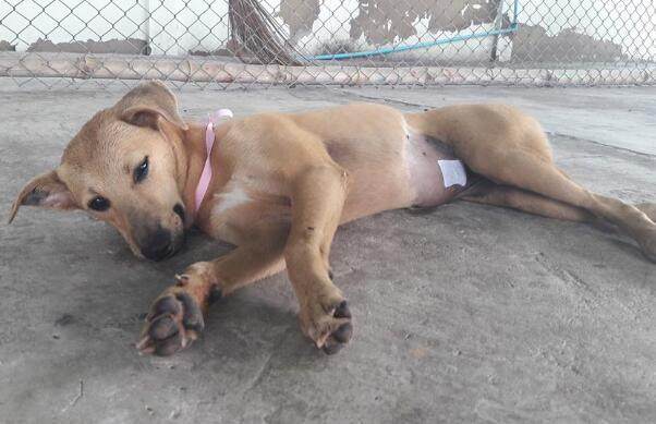 流浪狗一直坐在公路旁边瞭望远方，路人走近一看潸然泪下