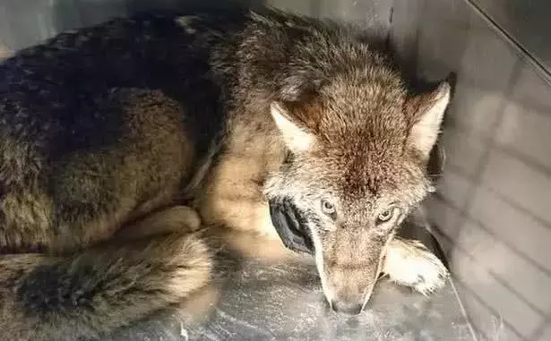拼命從冰水里撈出條“狗”，獸醫看了直搖頭：寶貝兒，這是狼啊