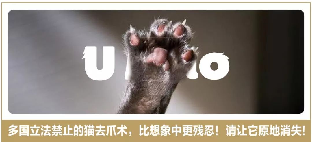 比搬家更可怕的事情：带猫搬家！