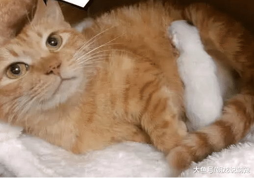 主人看到自己的橘猫生下一只小猫，瞬间不淡定了，全城通缉猫爸！
