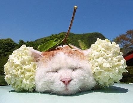 猫咪是如何记住你的？原来是通过这4种方式！果然不是单纯靠认脸