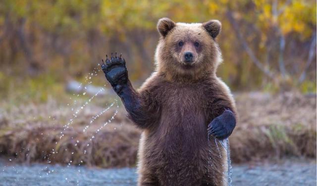 野生動物戰斗力排行榜，獅子老虎都靠邊站，第一名簡直天下無敵！
