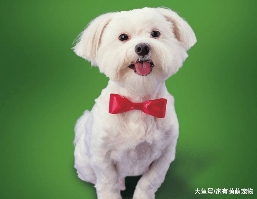 狗狗有这5个行为, 不是它调皮, 只是它想你了!