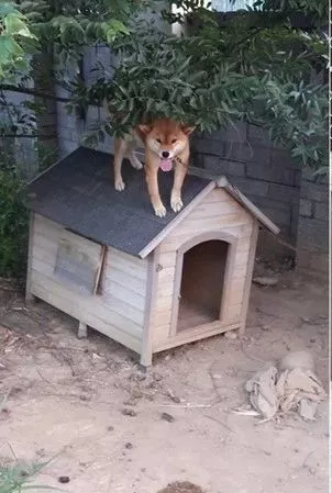 柴柴收留流浪狗，并将自己的食物和窝窝主动让出