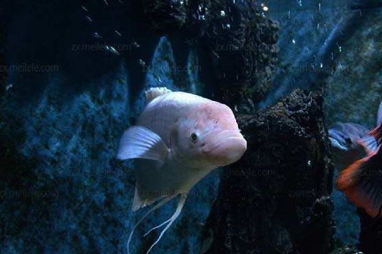 观赏鱼这种情况别忽视，做好预防措施最重要，避免造成损失