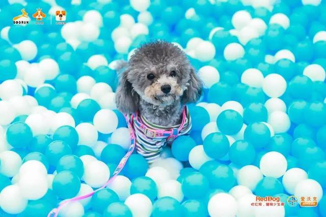 彩跑现场|作为广州人, 和狗开年彩跑好彩到爆