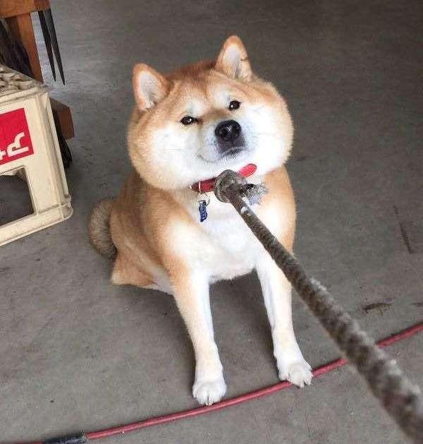 柴犬只肯睡纸箱，狗床都不看一眼，论固执柴犬估计排第一！