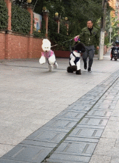 遛狗反被遛是怎样的体验？养大型犬的心酸，这些图片说出了真谛