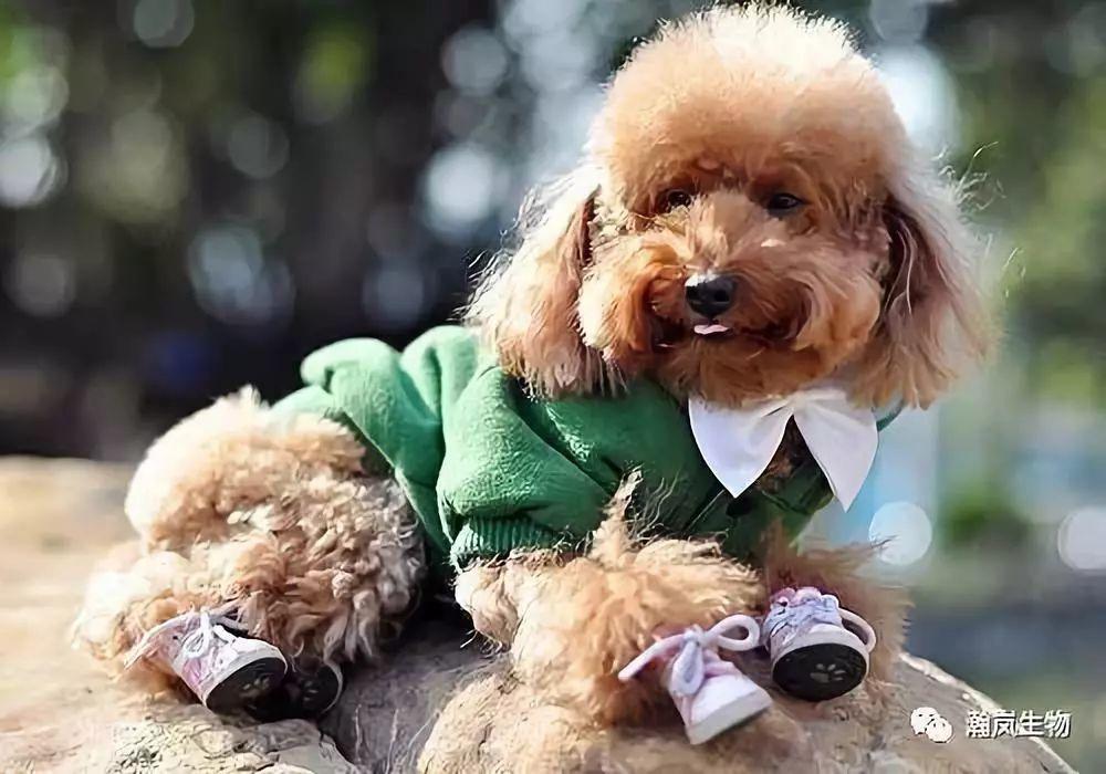 带好这10件必备品就可以和你的狗狗一起去旅行啦！