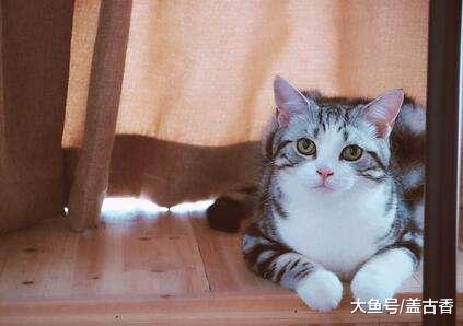 主人以为猫咪不见了，到处张贴寻猫启事，猫咪却自己跑回来了！