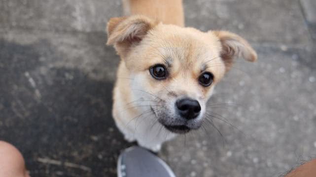 DIY狗粮食谱大放送! 拒绝多油高盐, 就是要健康有营养!