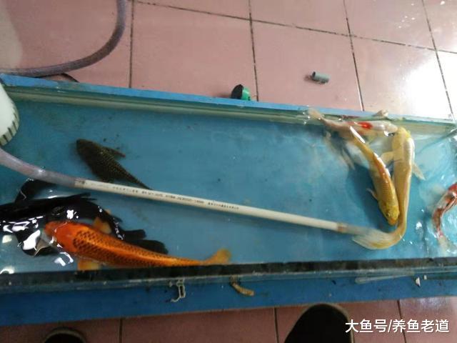 水族箱里饲养的普通锦鲤鱼，这样子大面积整缸换水可以吗？