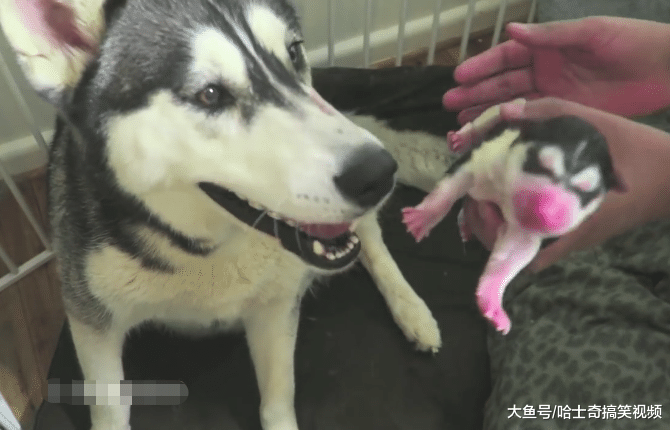 二哈生下10只孩子，结果它想不明白了，看着小奶狗发呆