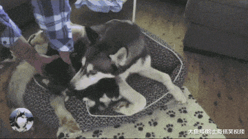 二哈剛成年就生了10只寶寶，帶娃困到睡著，萌化主人的心