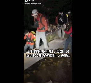 遛狗反被遛是怎样的体验？养大型犬的心酸，这些图片说出了真谛