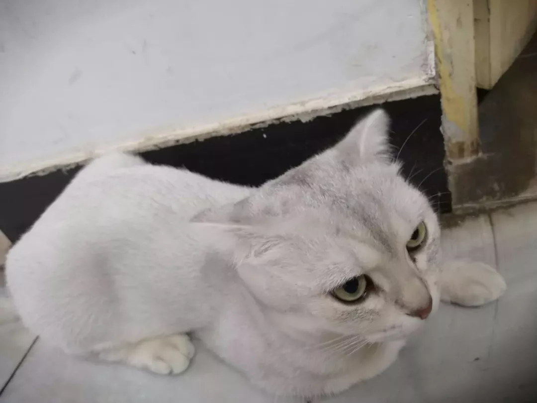 美貌小猫咪被剃毛后，面对窗口郁郁寡欢了一个下午