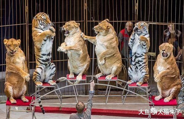 马戏团老虎之悲：我是森林之王，不是供人取乐的小丑
