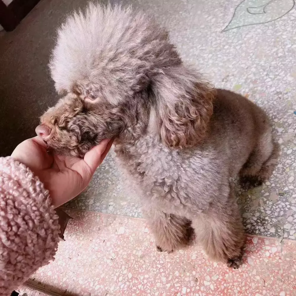 千元寻狗 杭州市滨江区白马湖小区走失贵宾犬一只