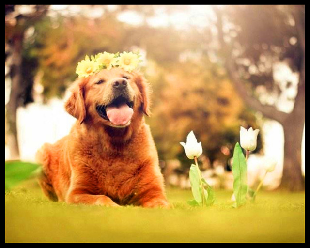 驱虫的重要性你知道吗？有虫了该怎么处理？这几个错误注意别犯了