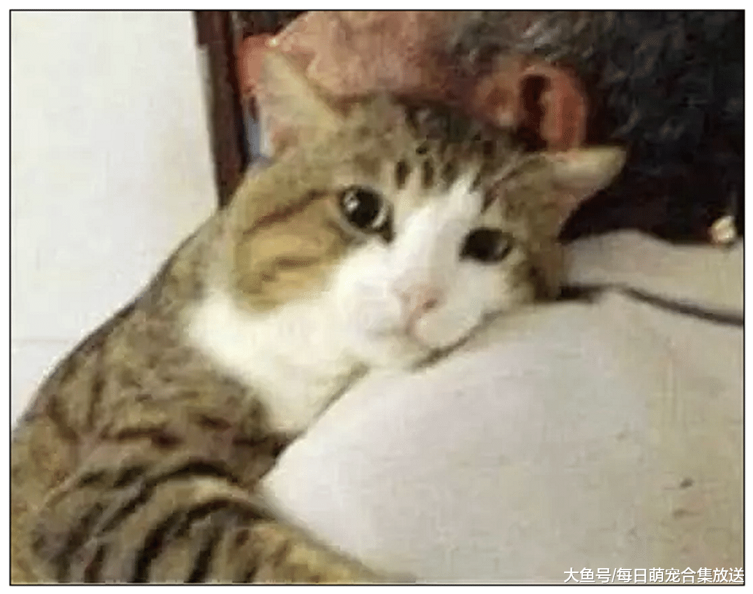 女子出差，把猫咪寄养到爷爷家，三天后来接时直接傻眼了！