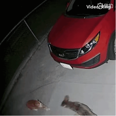 喵星人究竟有多厉害？大战土狼，大战灰熊，将蛇当成逗猫棒