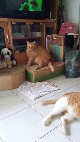 网友奶奶养了三只猫咪，果然一个都没有亏待过