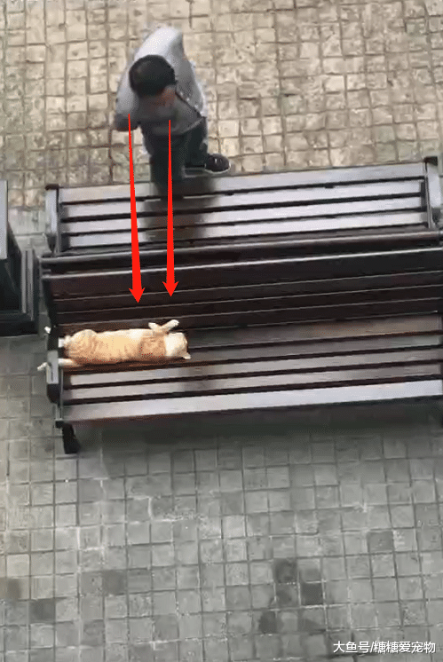 橘猫在椅子上睡觉，却遭到了大叔偷拍，猫：你个糟老头子，是坏人