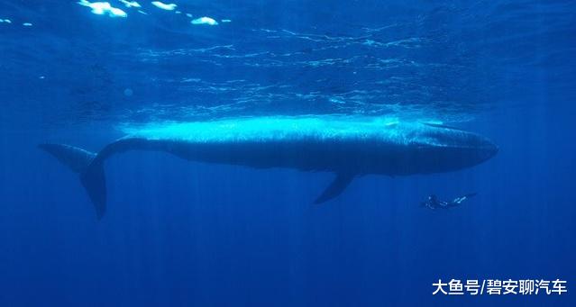 【海豚】蓝鲸多大你有概念吗? 海豚: 我怀疑它根本看不见我!